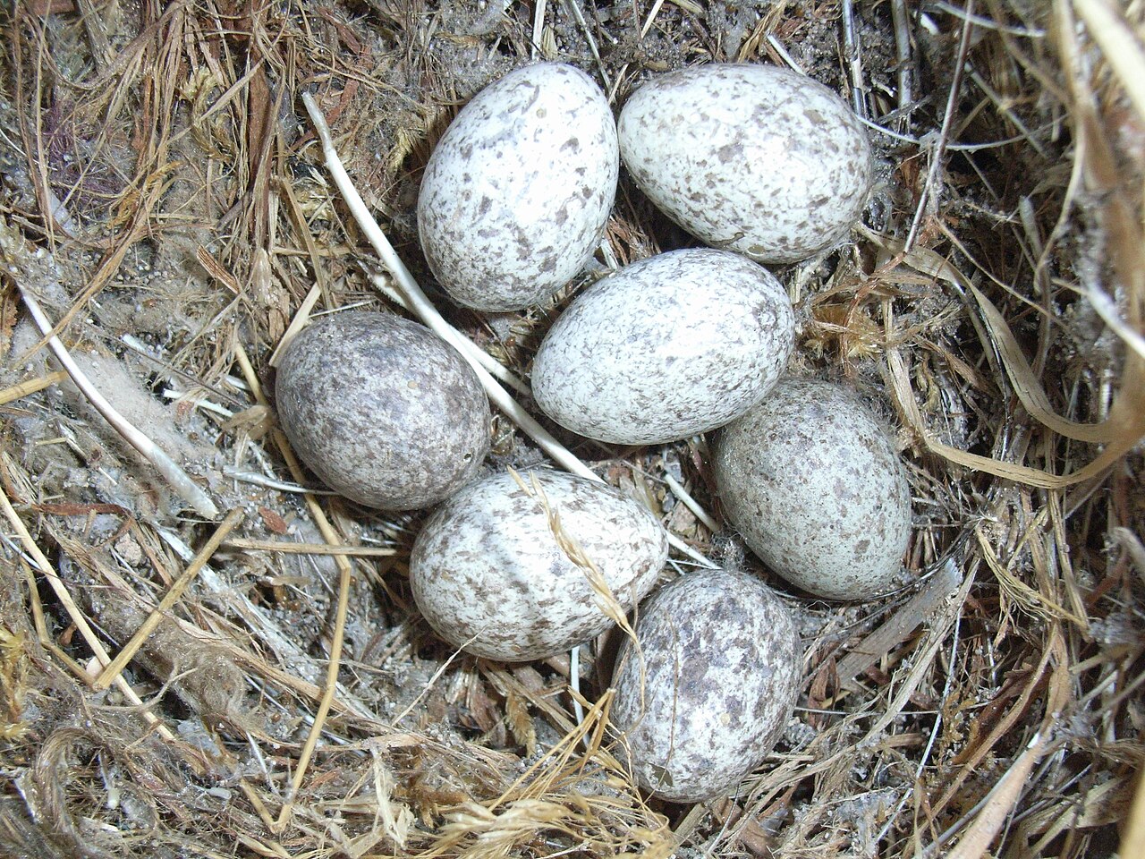 Clutch of speckled house sparrow eggs in a nest