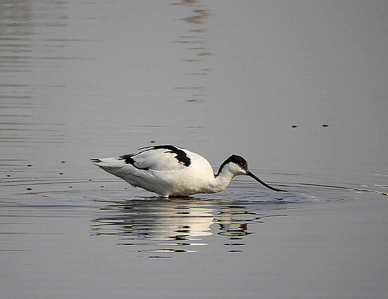 A pied avocet foraging in shallow water