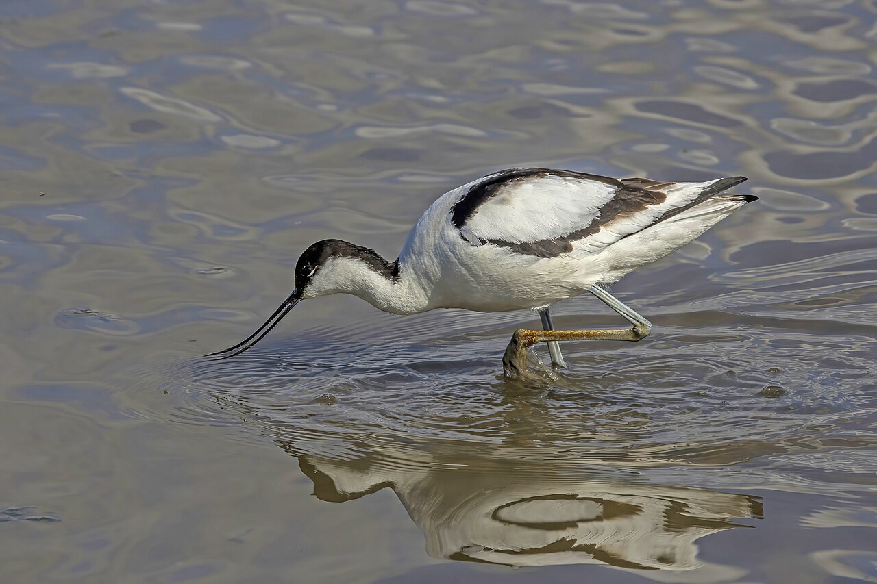 Pied Avocet at Titchwell Marsh, Norfolk