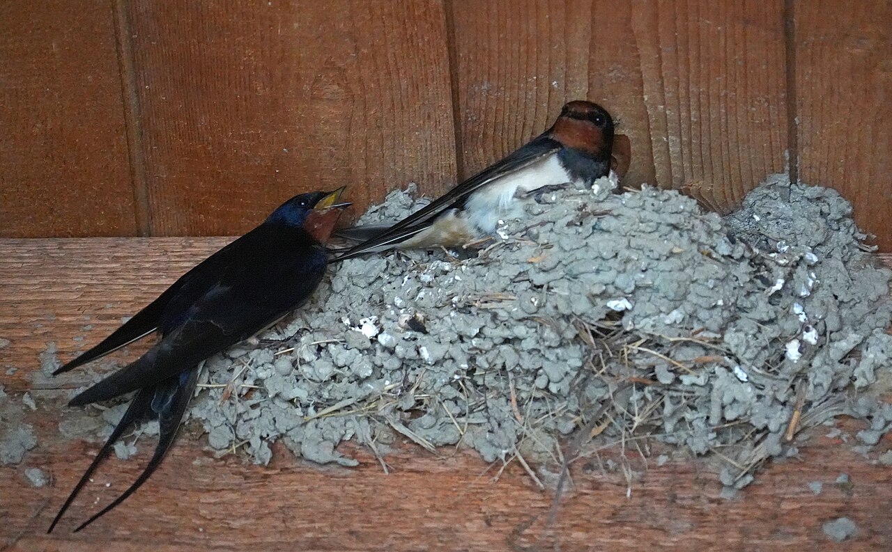 Two barn swallows at a mud nest on a wooden structure