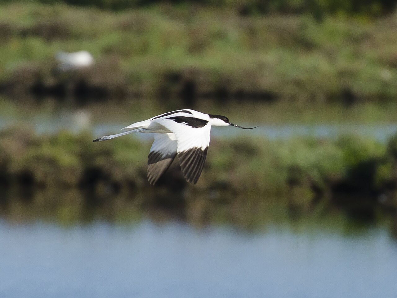 A pied avocet flying low over a wetland