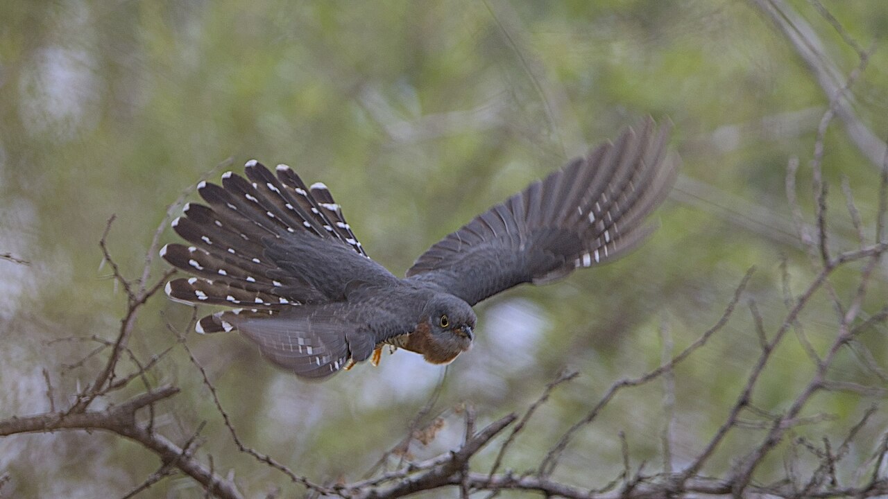 Red-chested cuckoo flying through open woodland vegetation