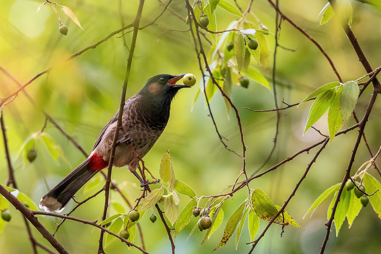 Red-vented bulbul perched in natural vegetation