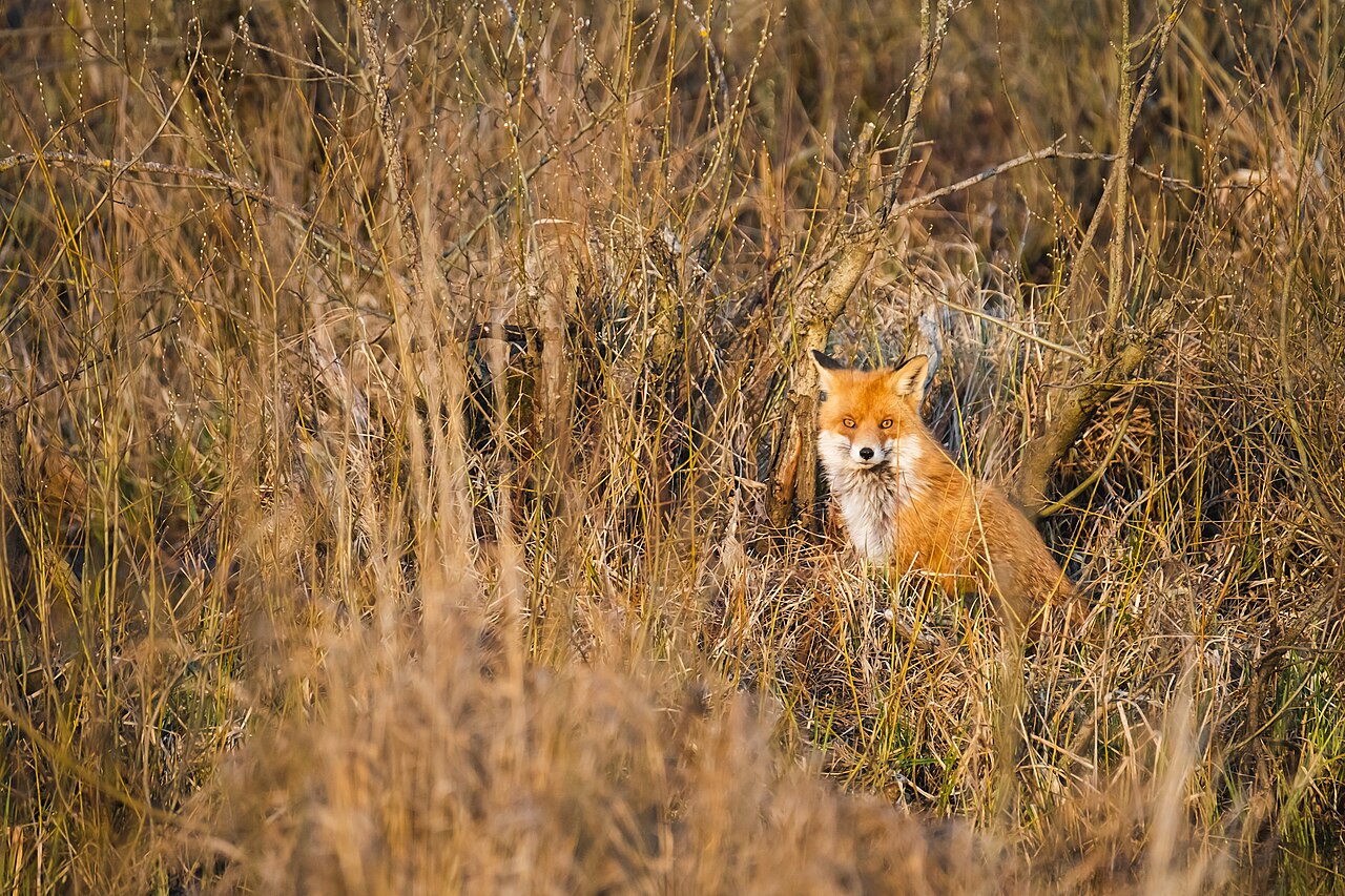 Red fox in a willow thicket near Olecko, Poland