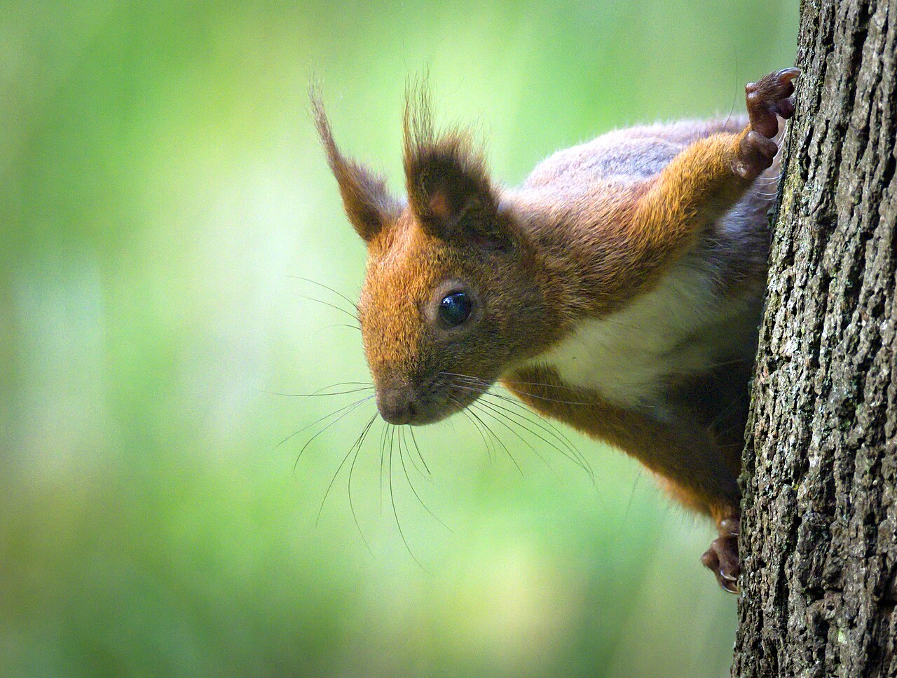 Eurasian red squirrel clinging to a tree trunk