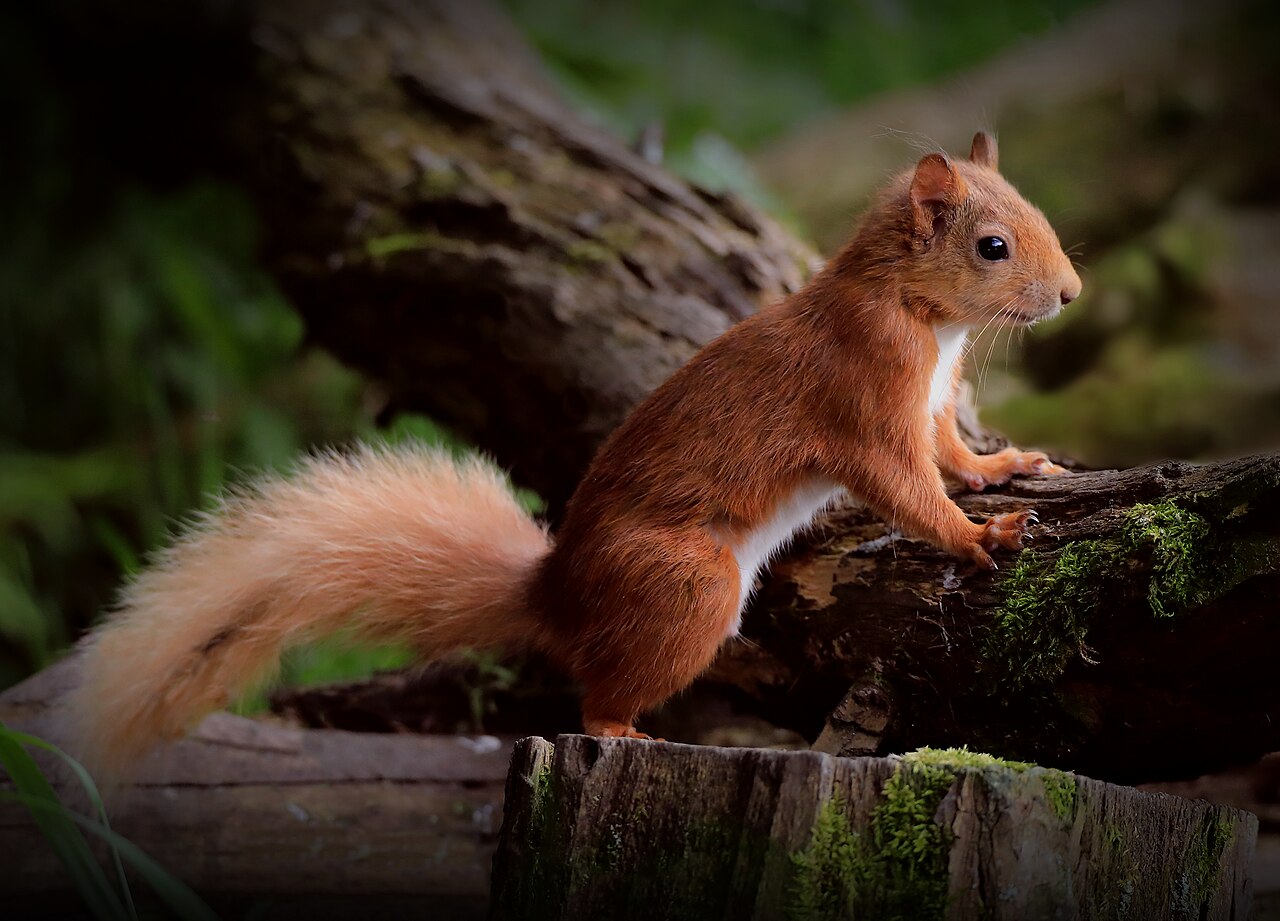 Eurasian red squirrel in Scotland