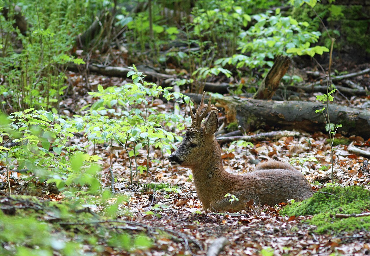 Male European roe deer resting in woodland in De Veluwezoom National Park