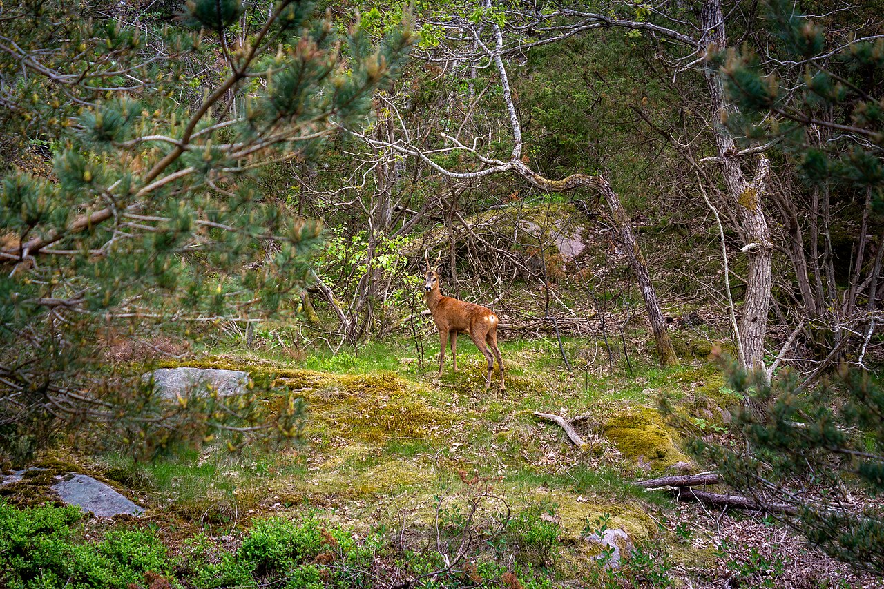 Male European roe deer standing in a woodland clearing
