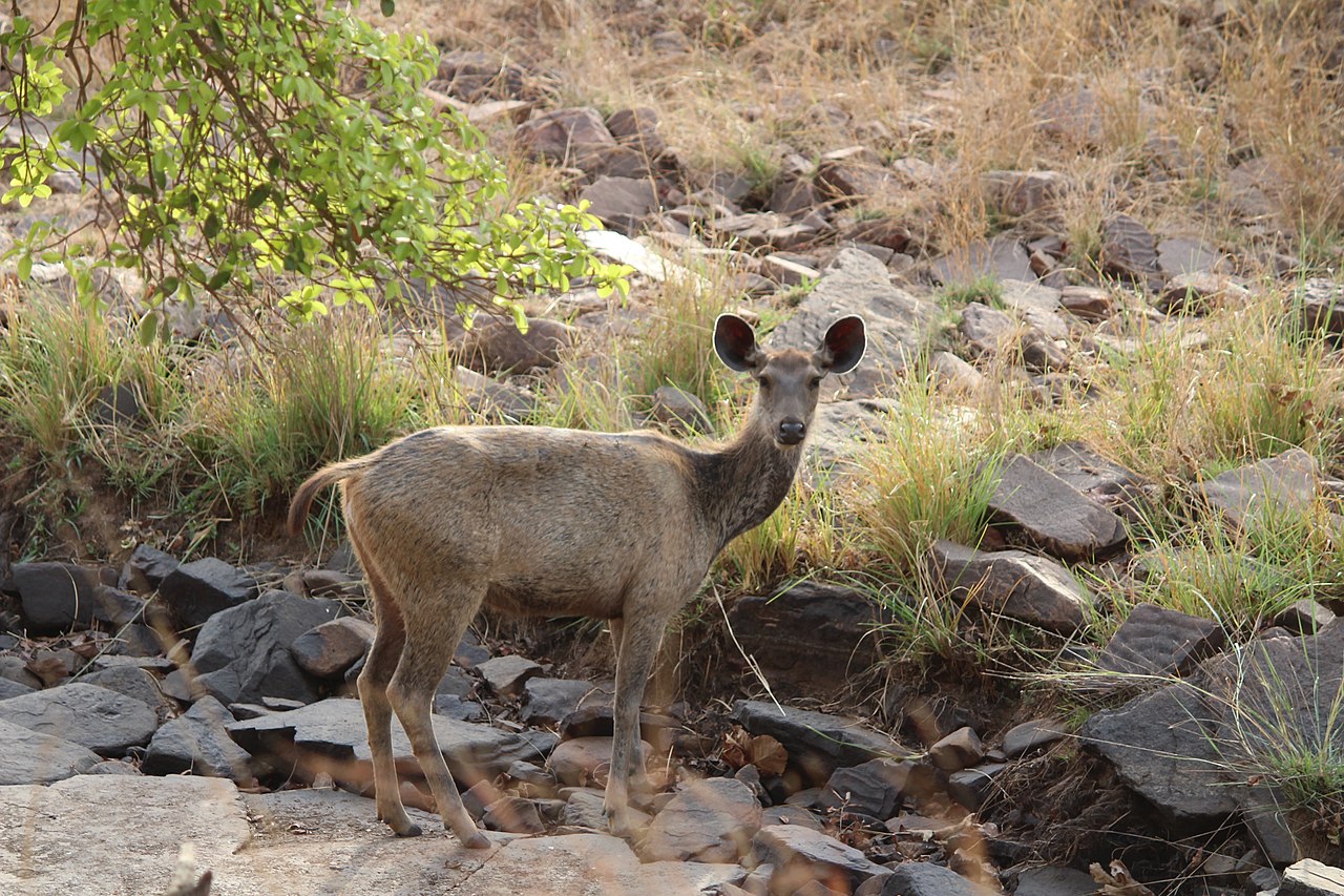 Wild sambar in Panna National Park, India