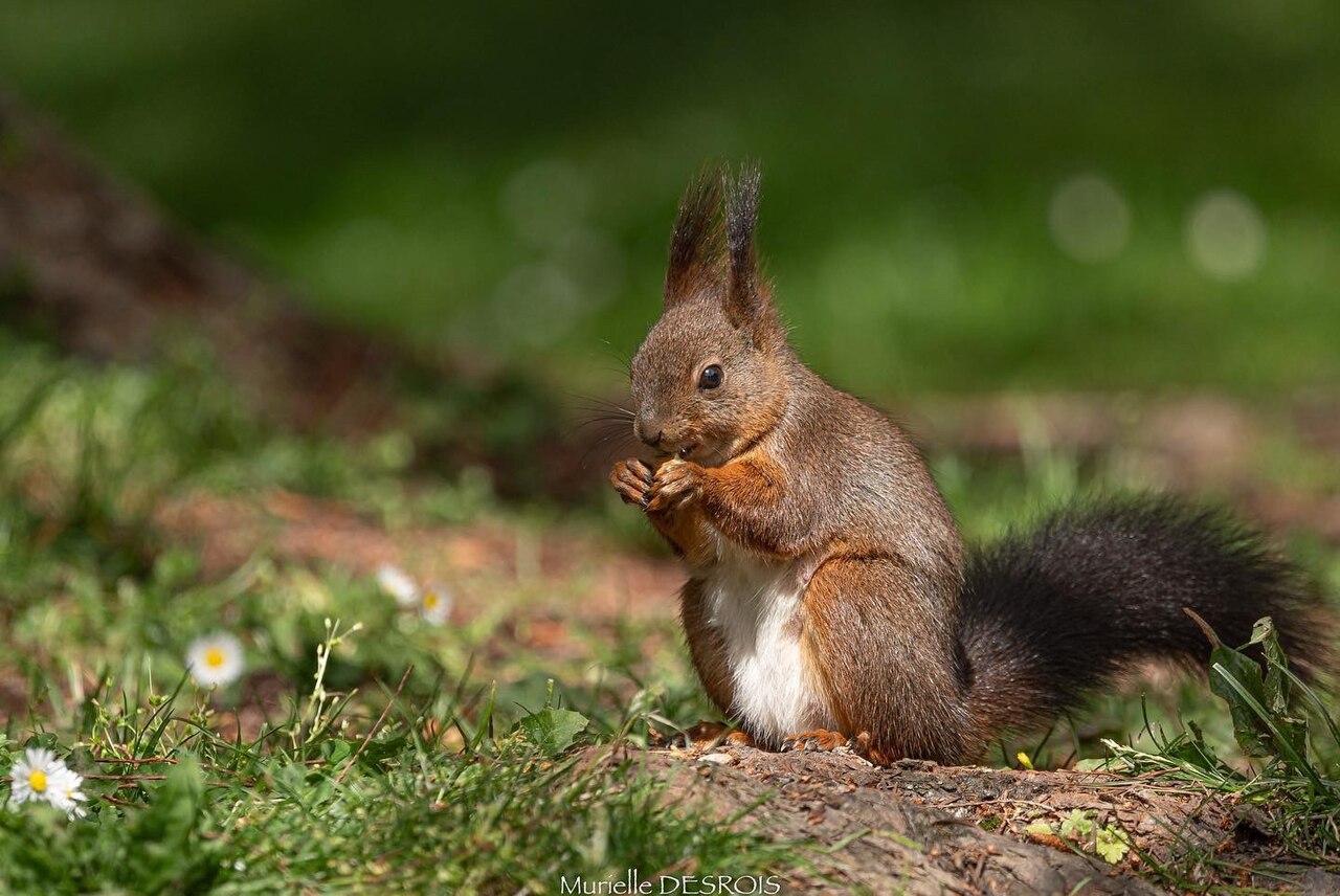 Eurasian red squirrel feeding on the ground in Talence, France