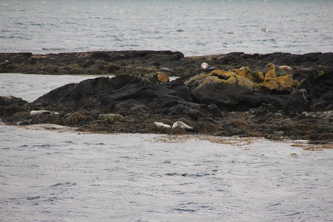 Several seals resting on rocks by the coast near Hvammstangi in Iceland