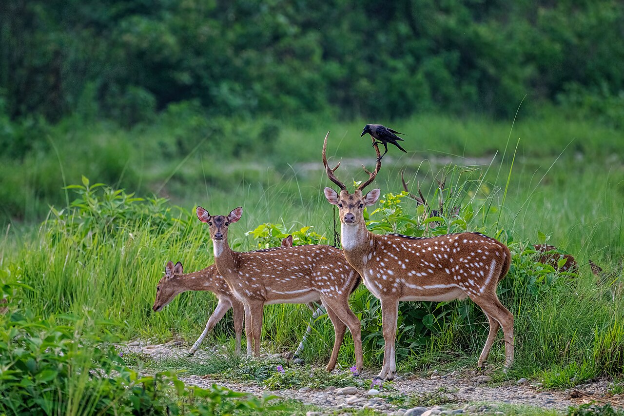 Group of wild chital standing in green grassland