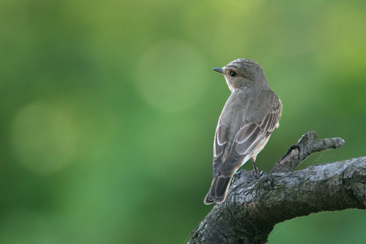 Spotted flycatcher perched on a branch against a green background