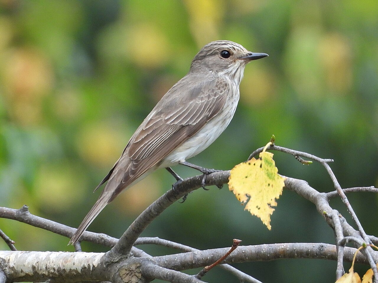 Spotted flycatcher perched on a branch
