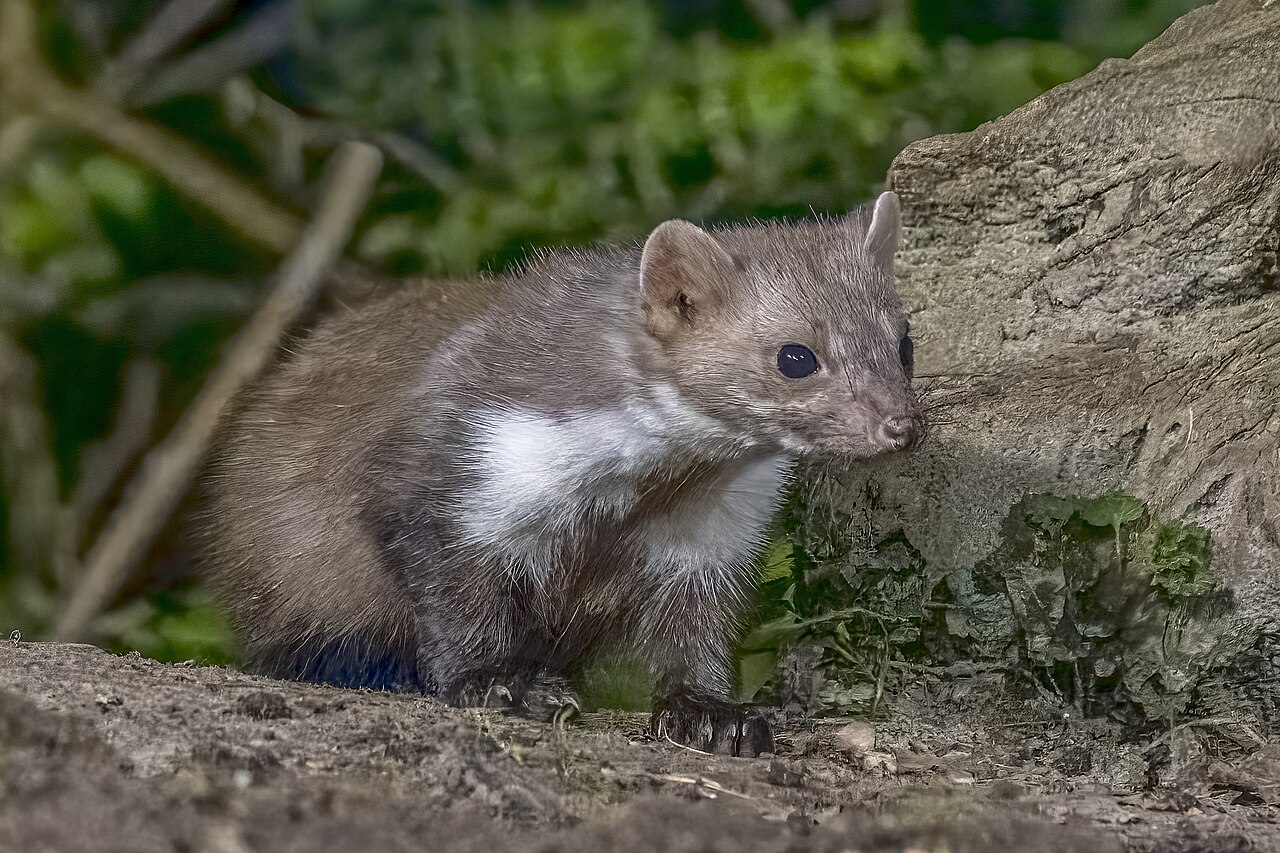 Stone Marten in Drenthe, Netherlands