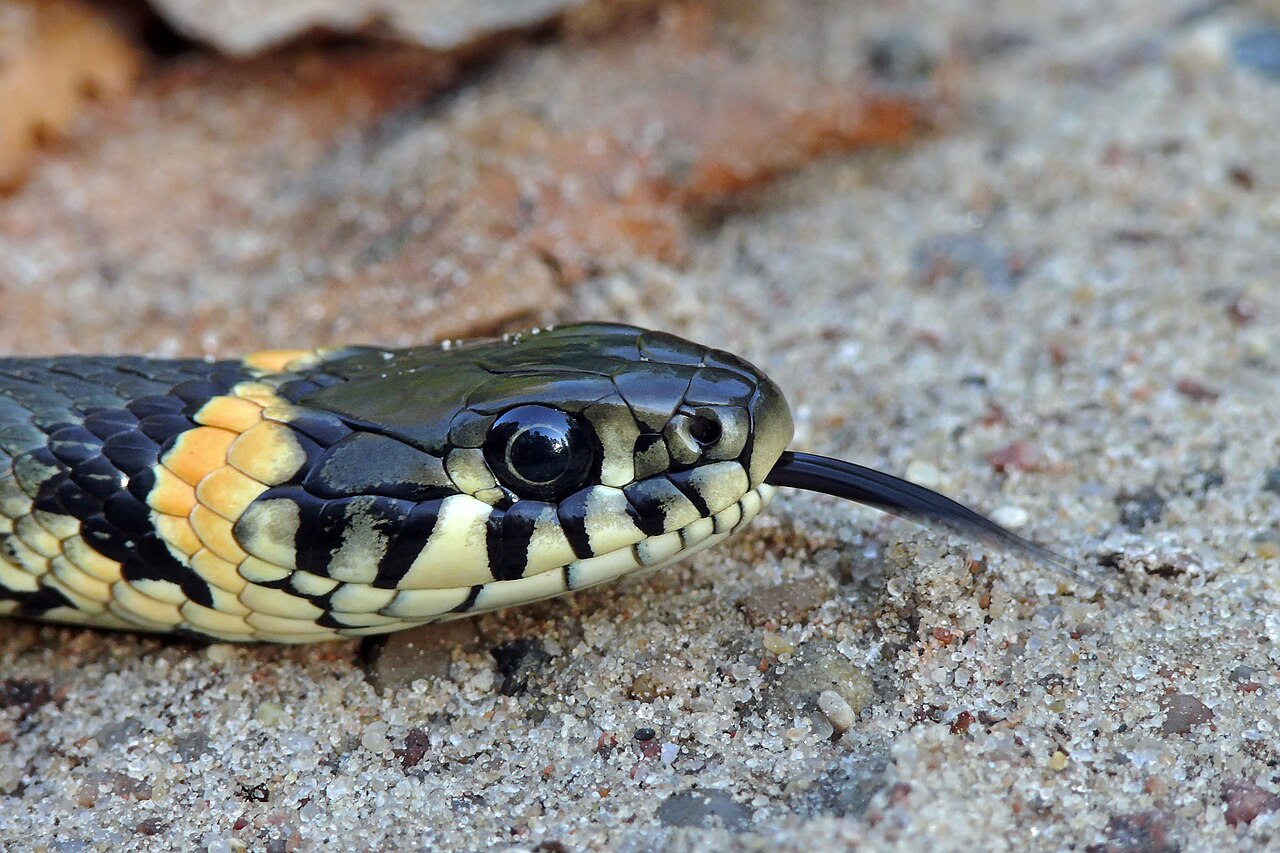 Close-up of a grass snake with tongue extended