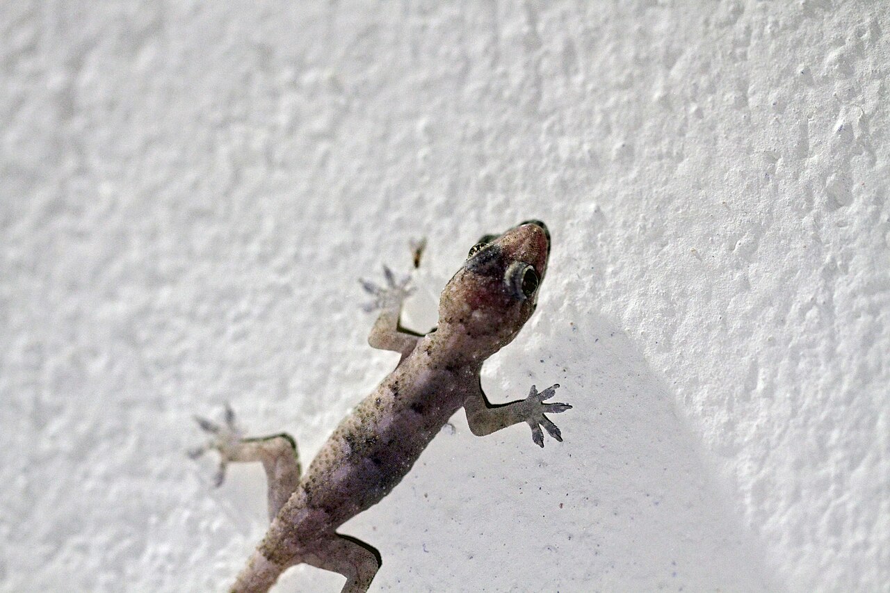 Close view of a tropical house gecko in Paraguay