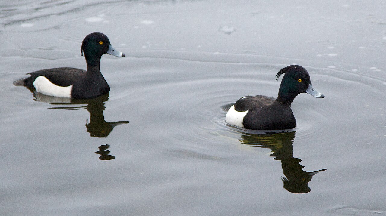 Two male tufted ducks swimming on open water