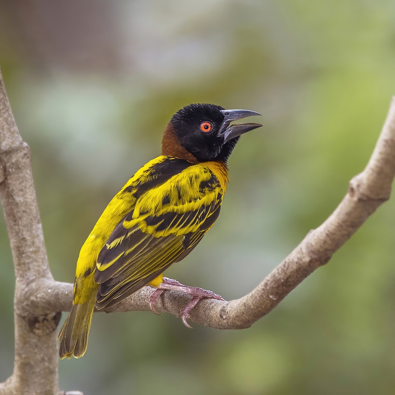 Male village weaver in bright breeding plumage