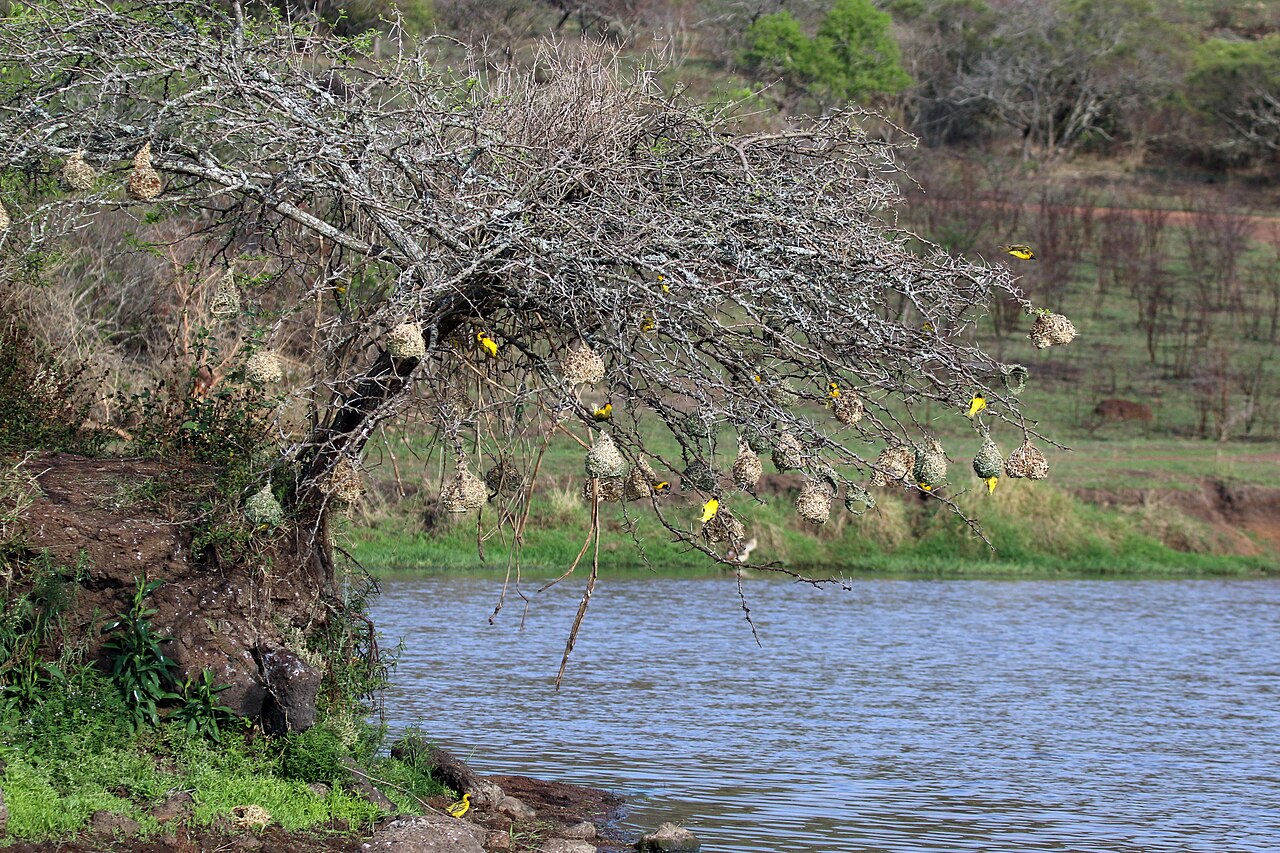 Village weavers at a nesting colony in Phinda Private Game Reserve
