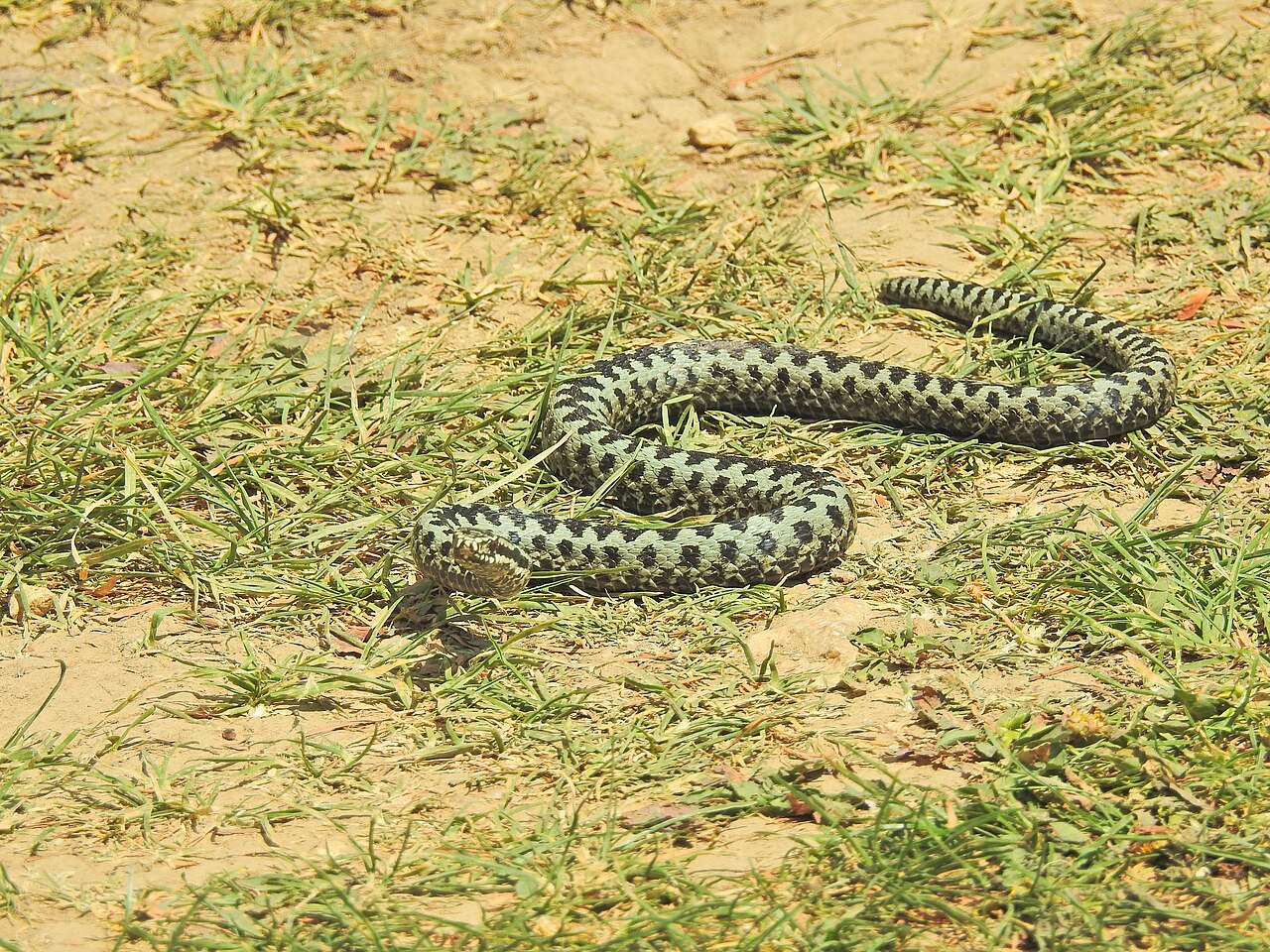 Male adder showing the typical zigzag dorsal pattern