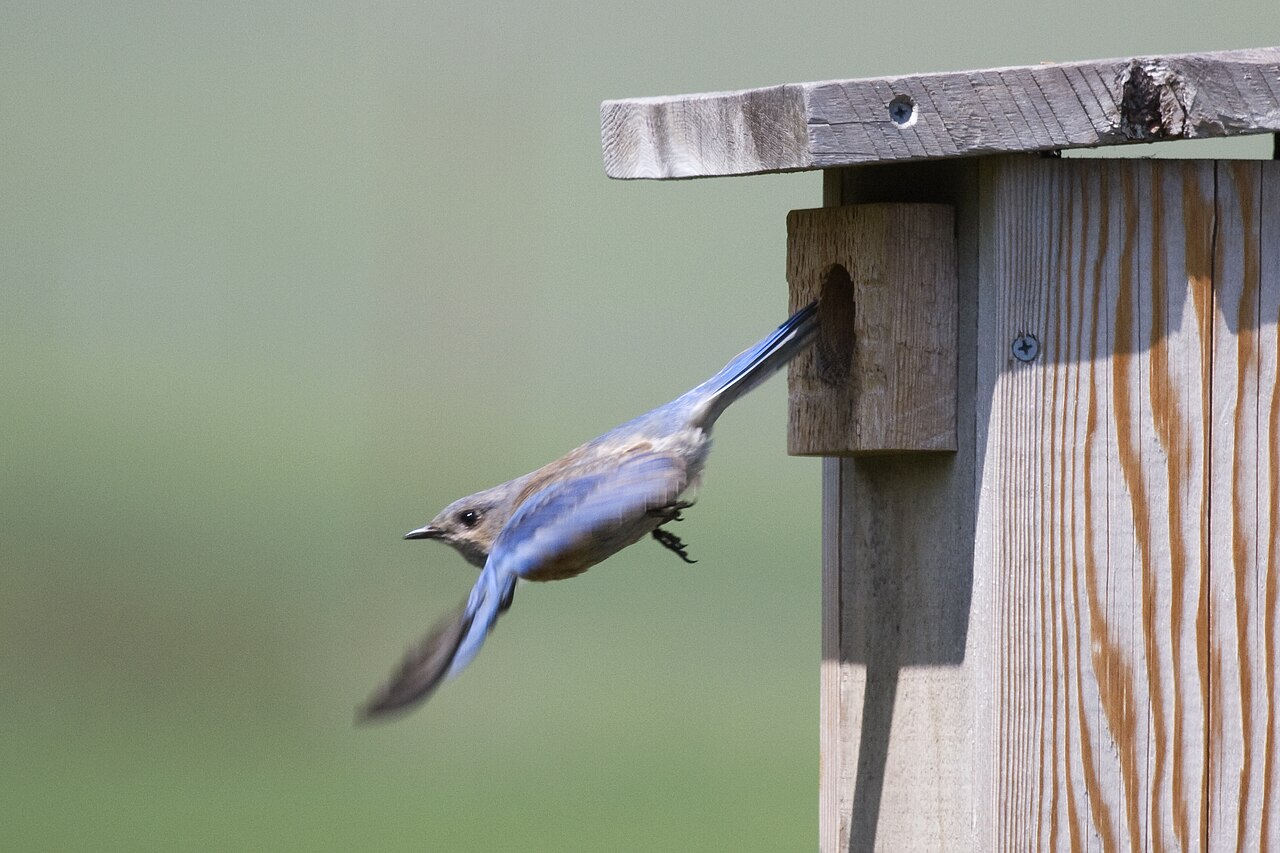 Western bluebird leaving a nest box in California
