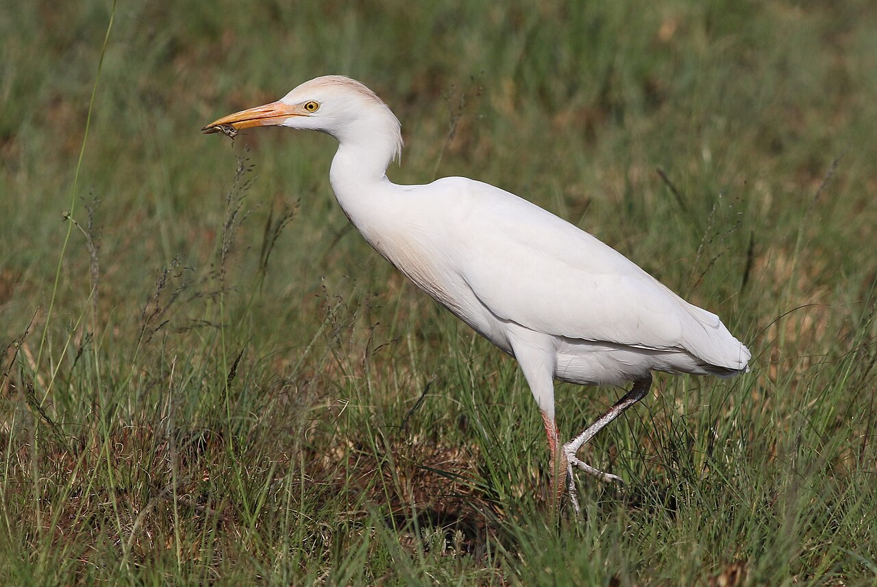 Western cattle egret carrying an orthopteran prey item in grassland
