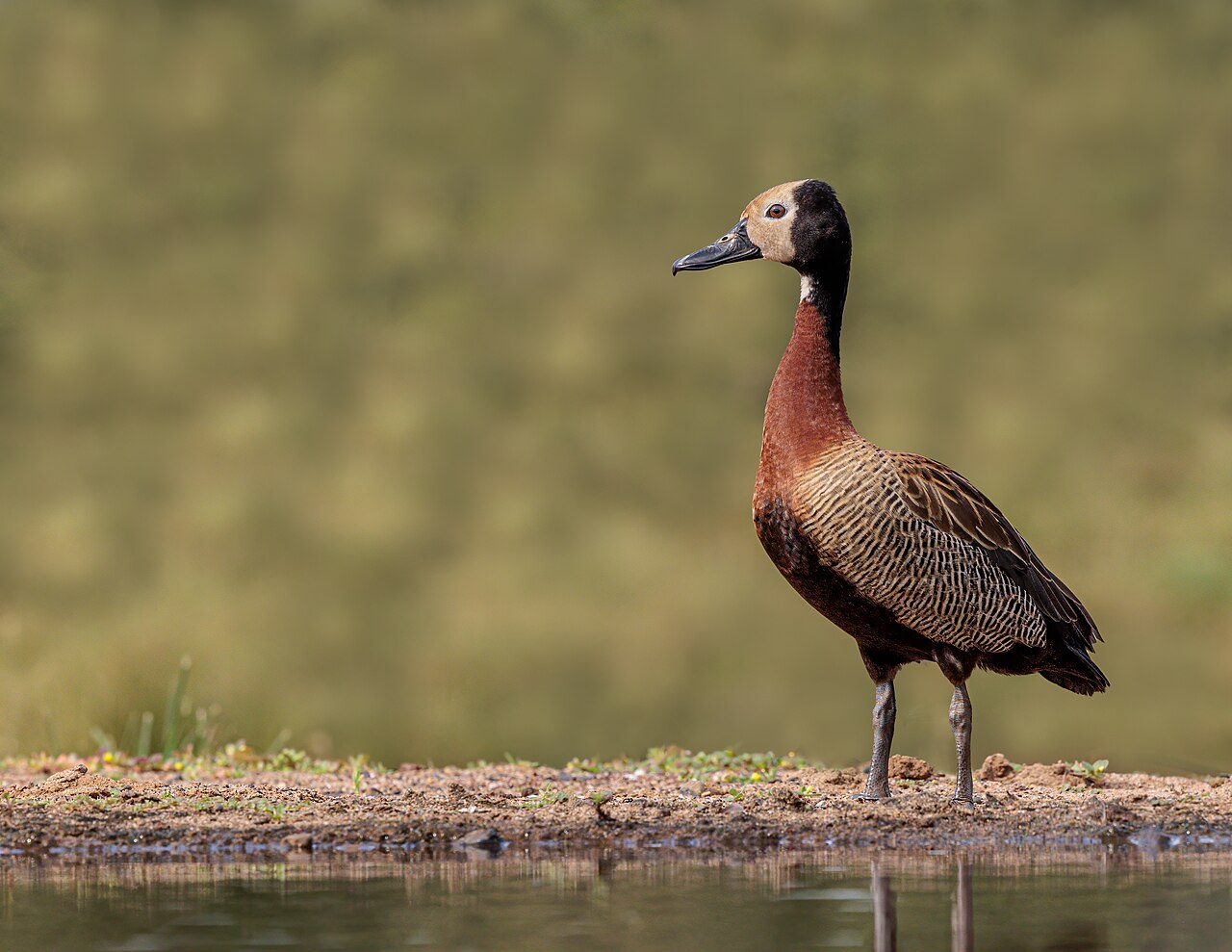 Wild white-faced whistling duck standing at a wetland edge in South Africa