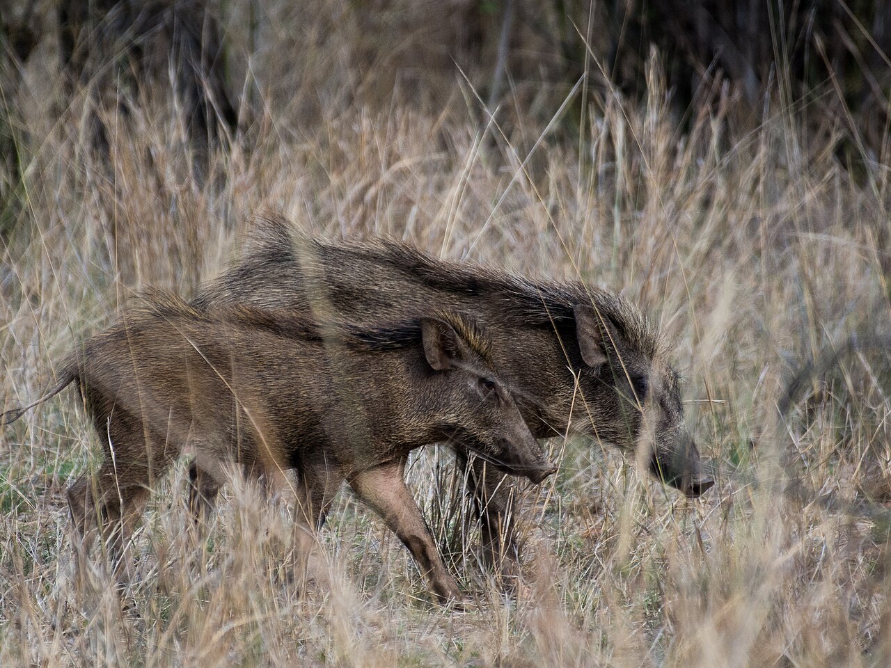 Adult wild boar and juvenile moving through dry grassland in India