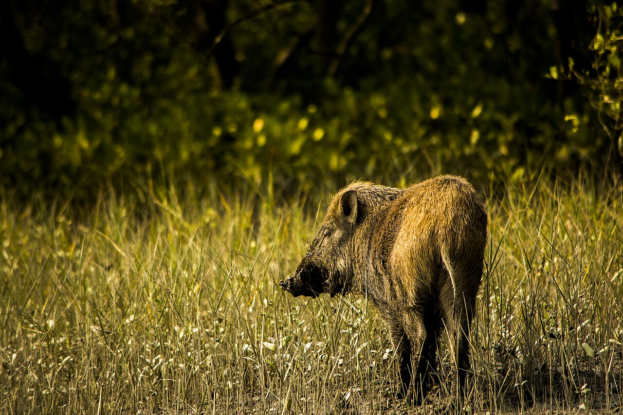 Wild boar rooting in muddy ground for roots