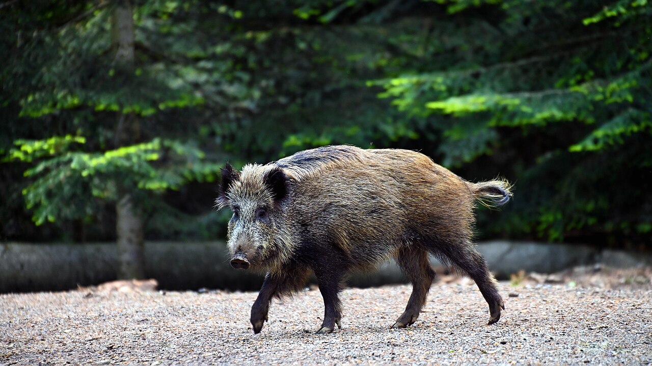 Wild boar walking in forest habitat in Bavarian Forest National Park, Germany