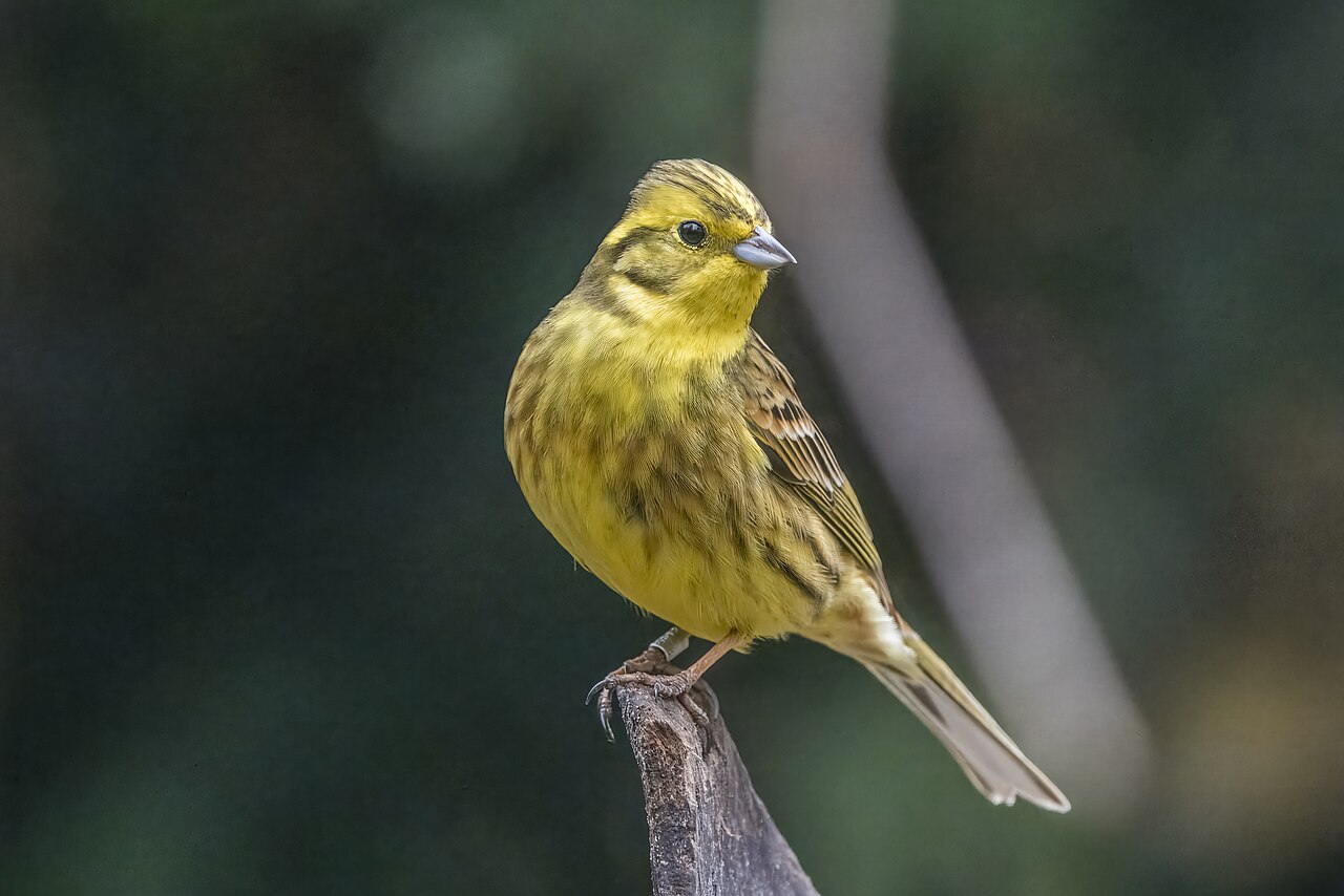 Male yellowhammer perched on a wooden stump