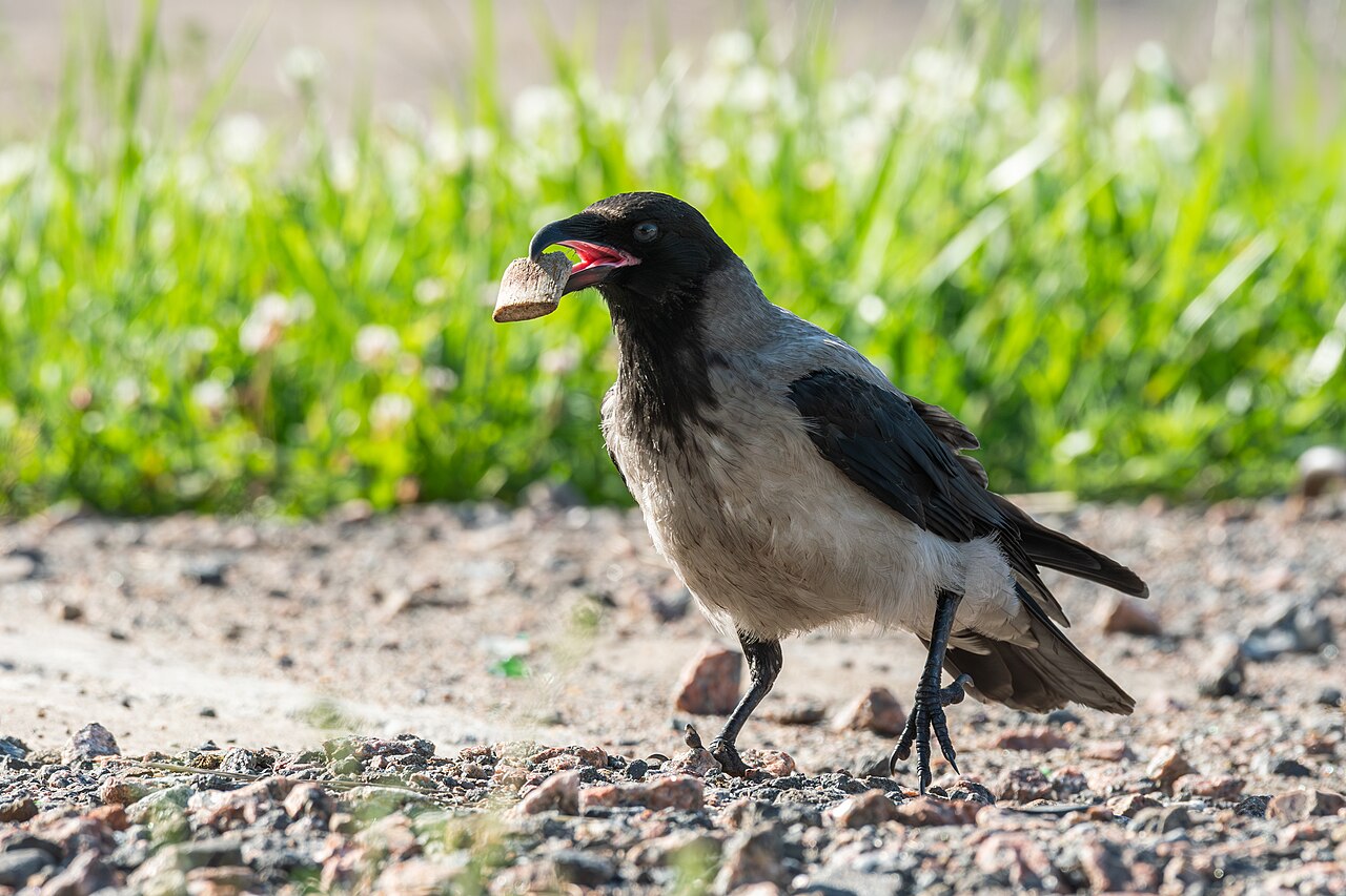 Young hooded crow standing on rocky ground