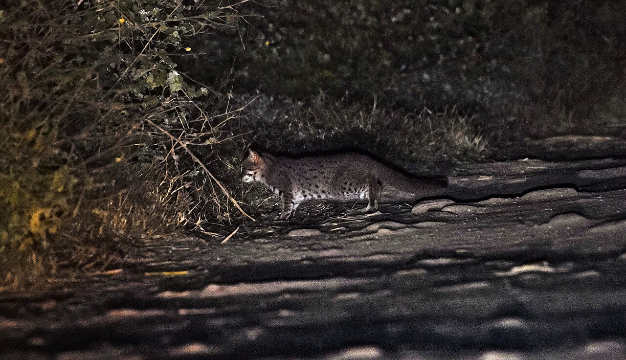 Wild rusty-spotted cat standing at night in Nallamala, India