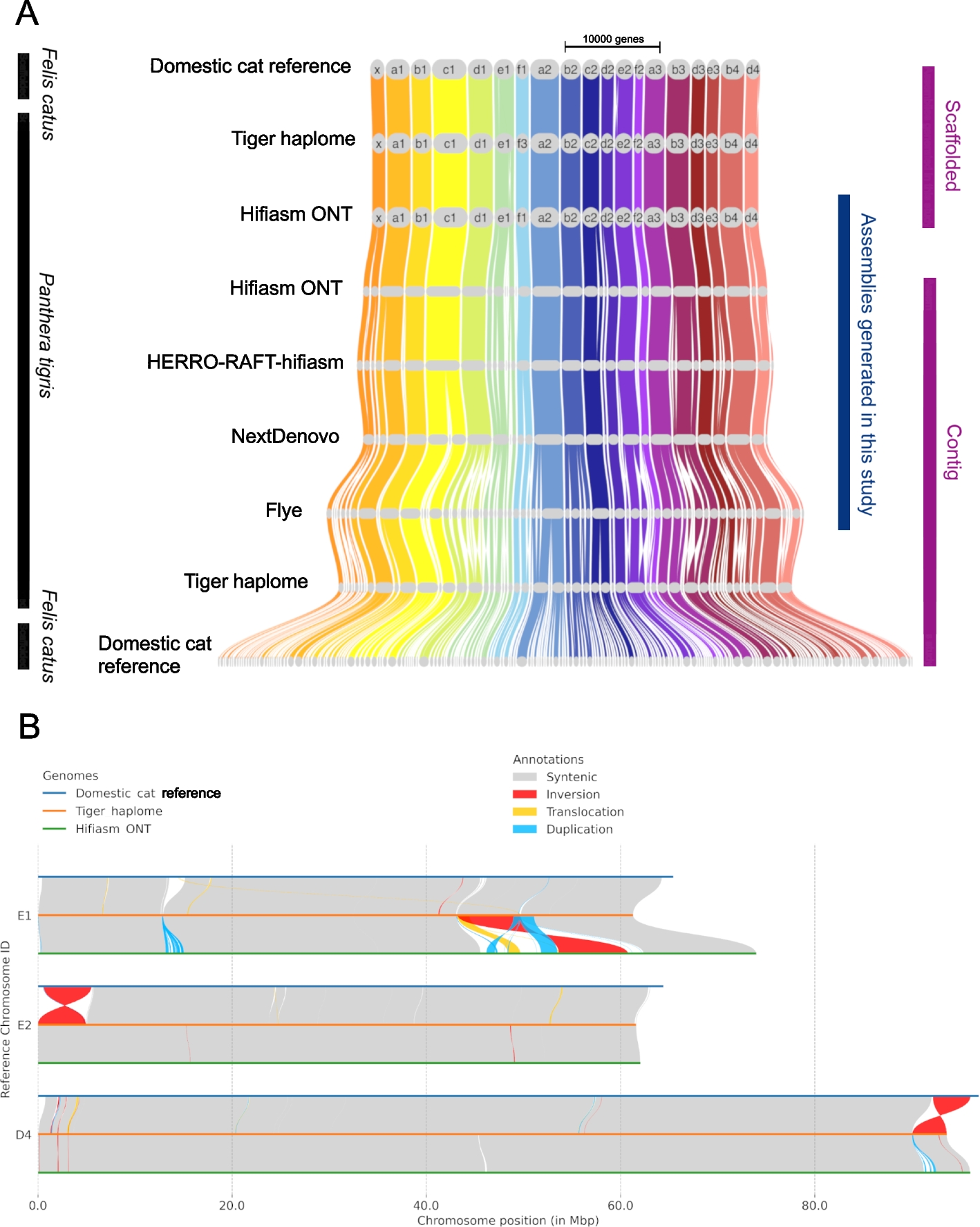 Synteny and selected chromosomal rearrangements in domestic cat and tiger genome assemblies