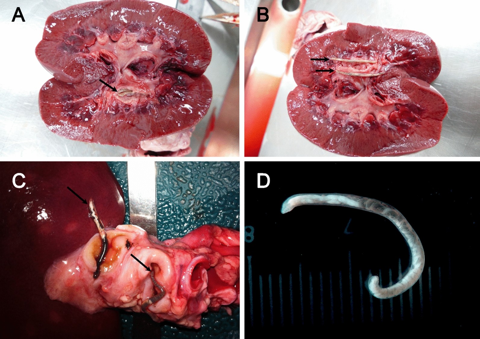 Stereomicroscopic images of Stephanurus dentatus collected from wild boar kidneys and surrounding fat