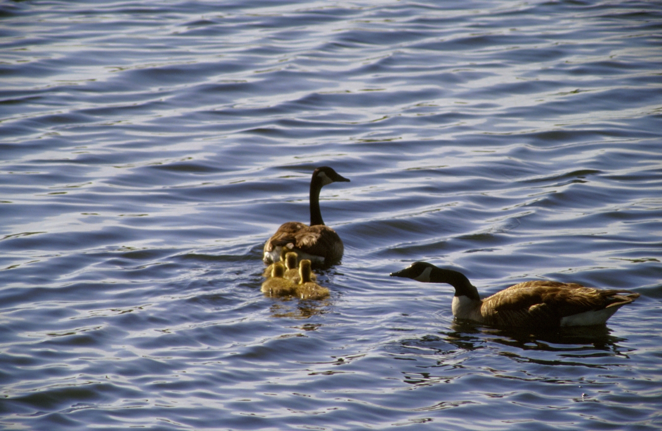 Two adult Canada geese with a group of goslings on the water
