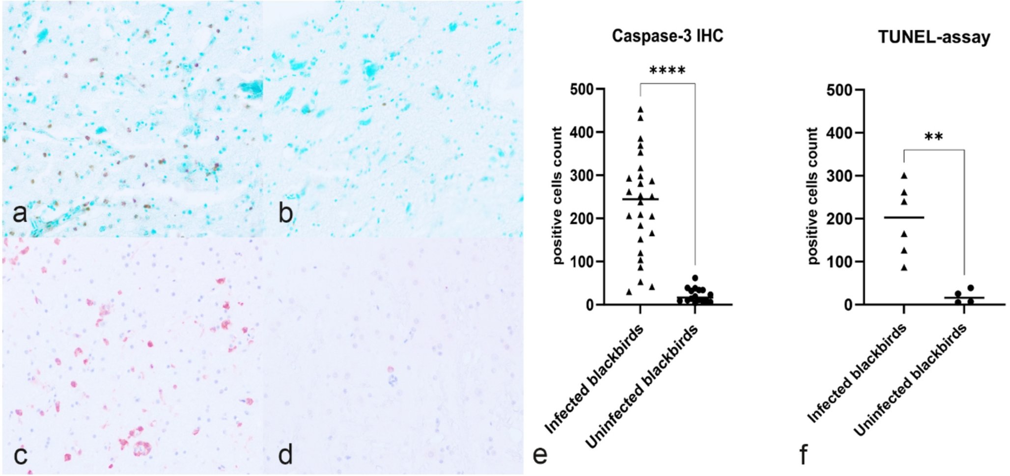 Microscopic brain sections and graphs comparing apoptosis markers in Usutu-infected and uninfected blackbirds
