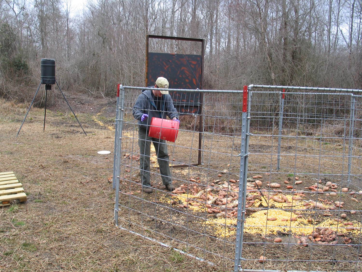 Wildlife manager preparing bait inside a corral trap for feral swine