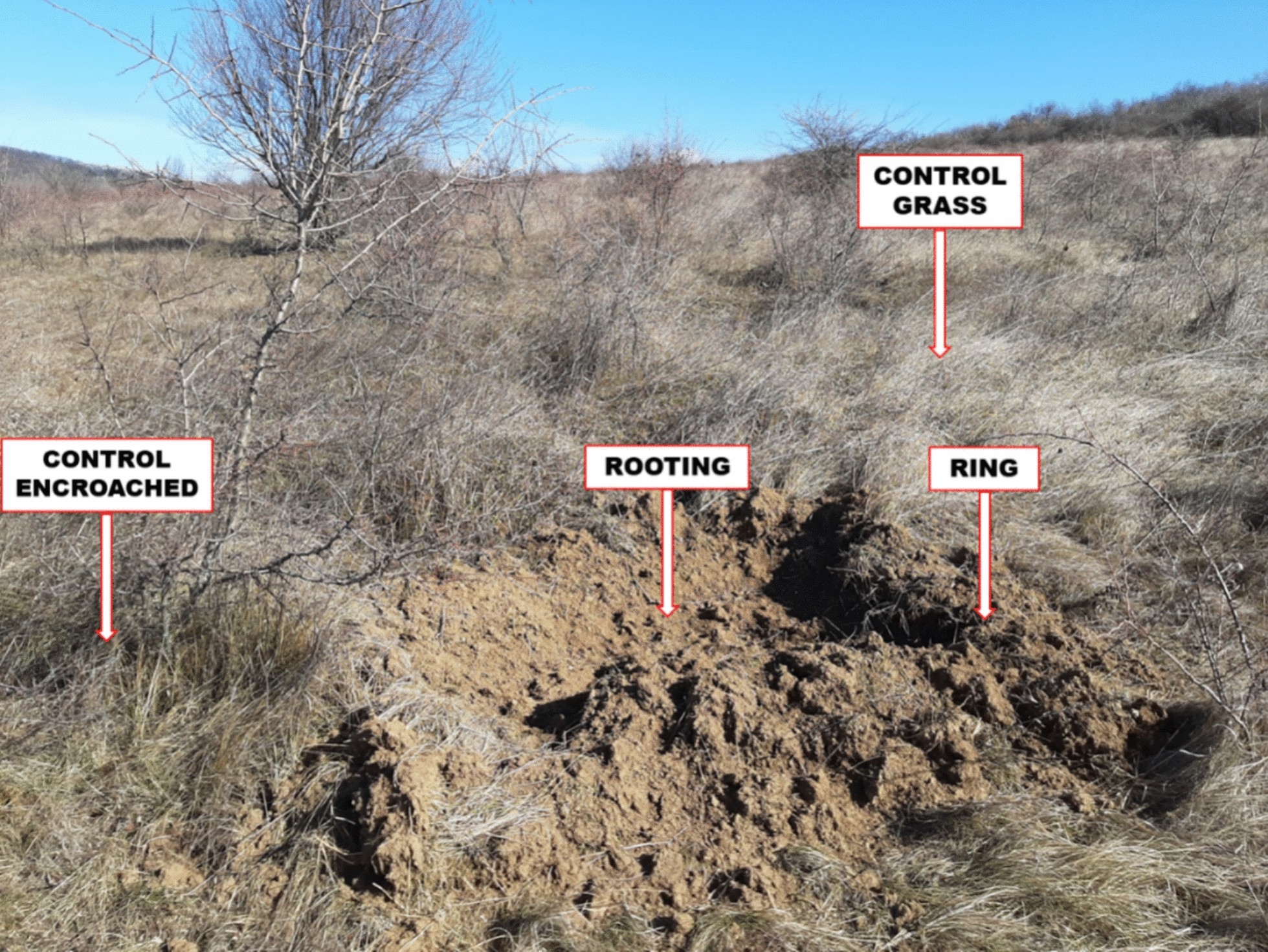 Wild boar rooting pit and soil sampling microsites in a Budapest grassland