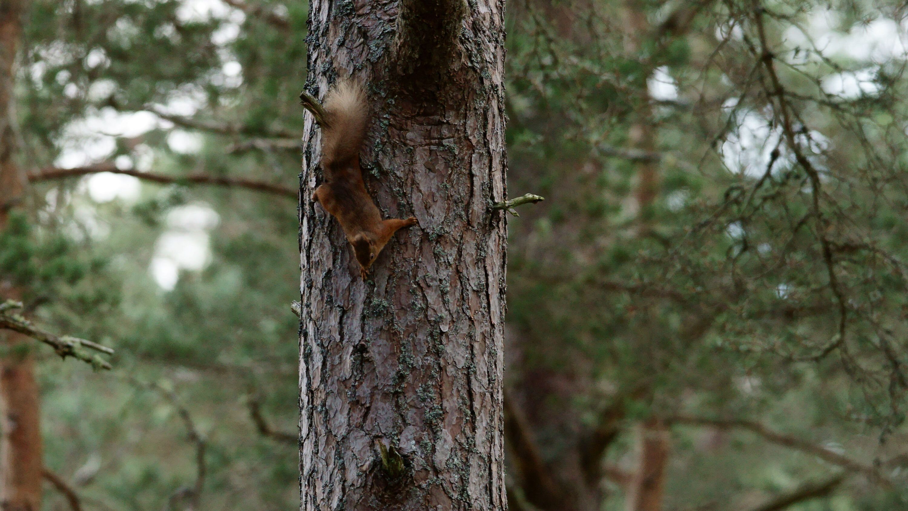 Eurasian red squirrel in Abernethy Forest, Scotland