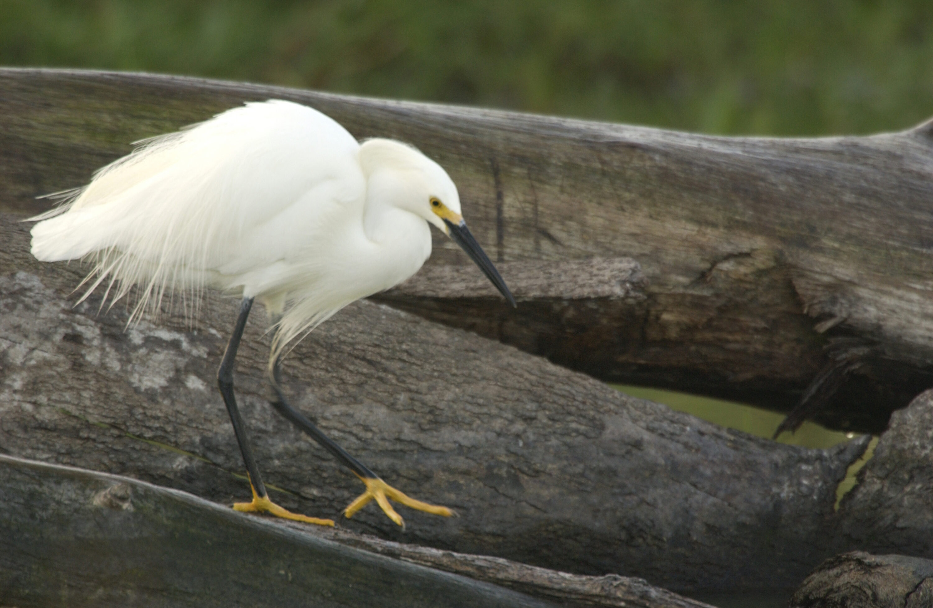 Snowy egret at Merritt Island National Wildlife Refuge in Florida