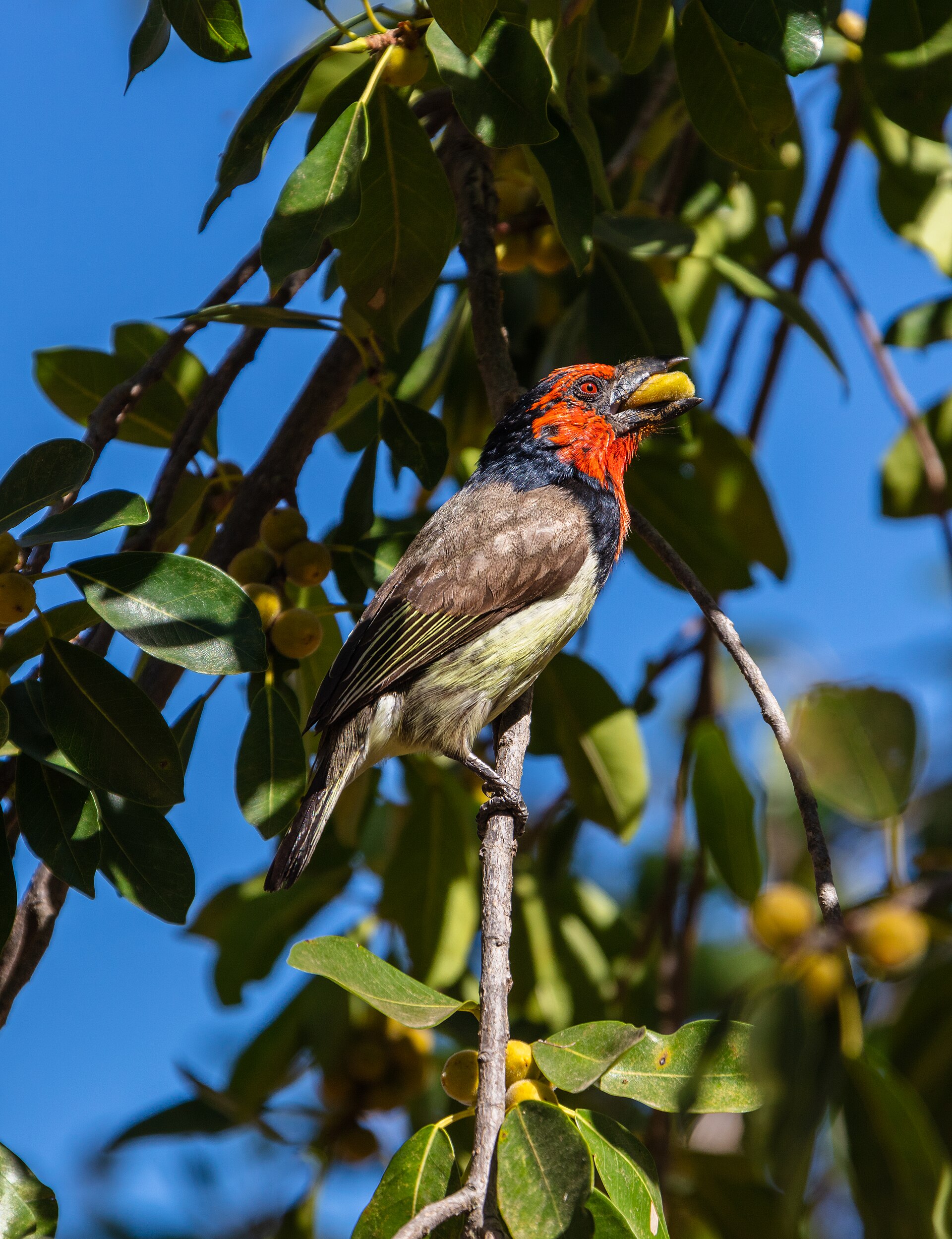 A black-collared barbet perched in a leafy tree in Kruger National Park