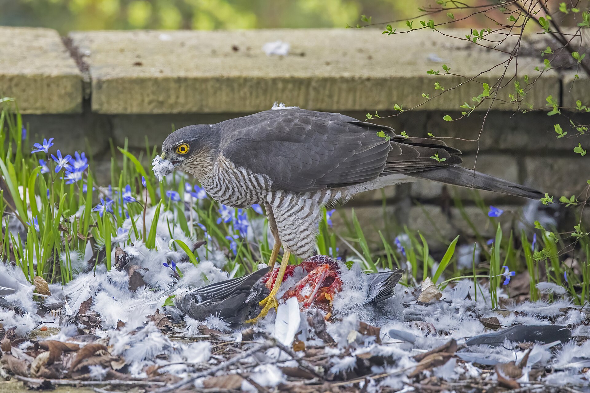 A male Eurasian sparrowhawk feeding on a pigeon in Oxfordshire, England