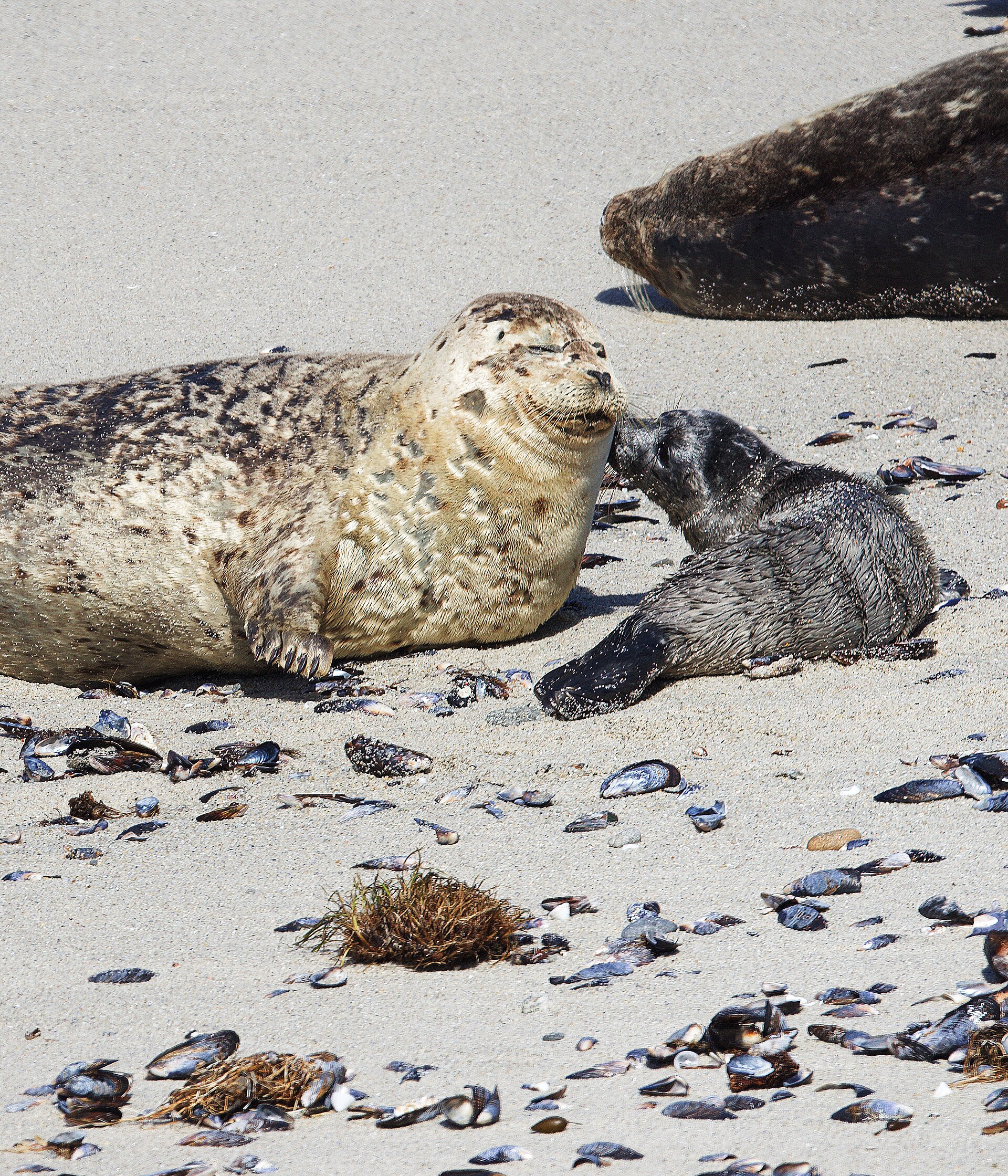 A harbour seal mother beside her two-day-old pup on a sandy beach