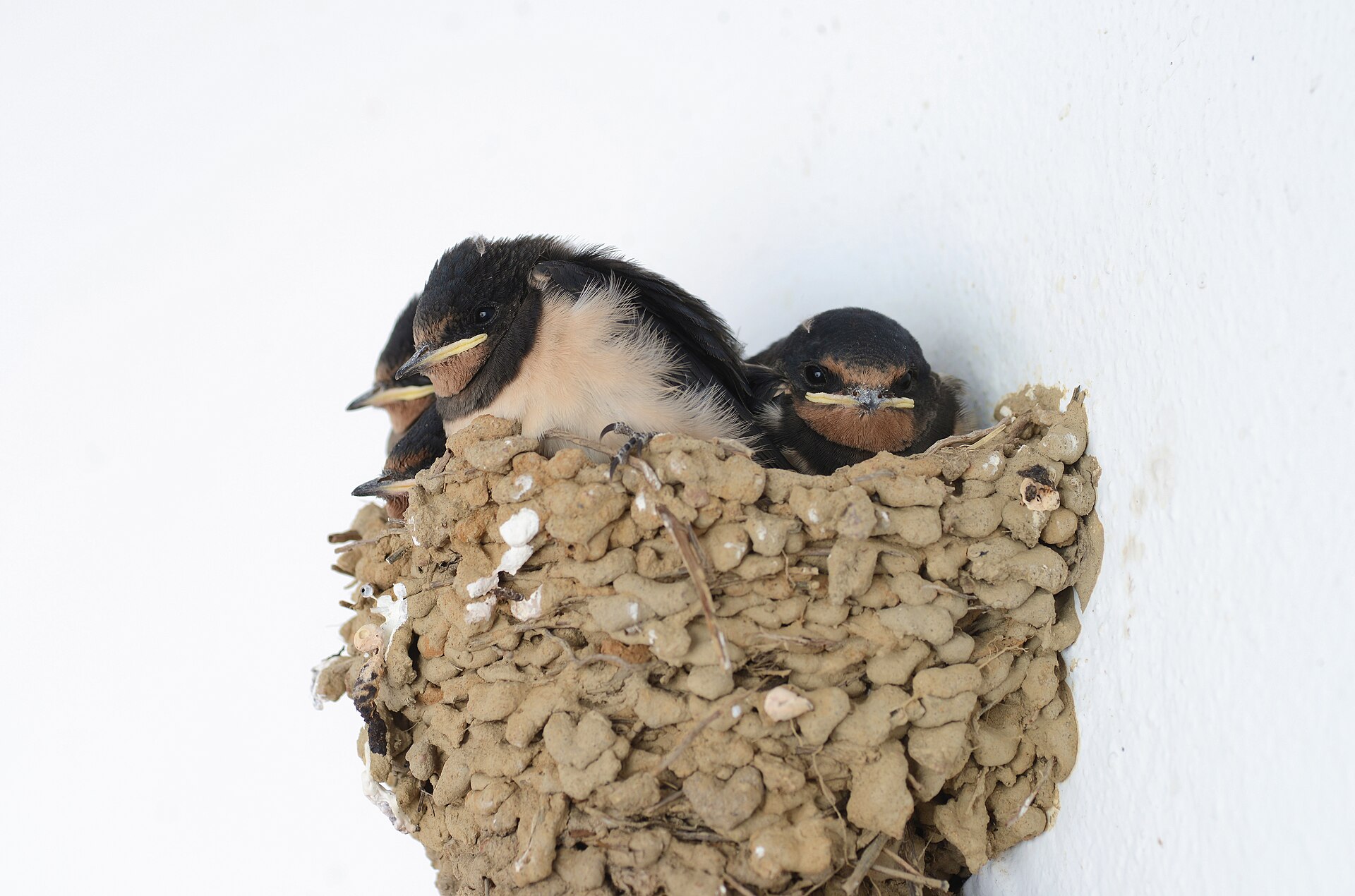 Barn swallow nestlings crowded together in a mud nest