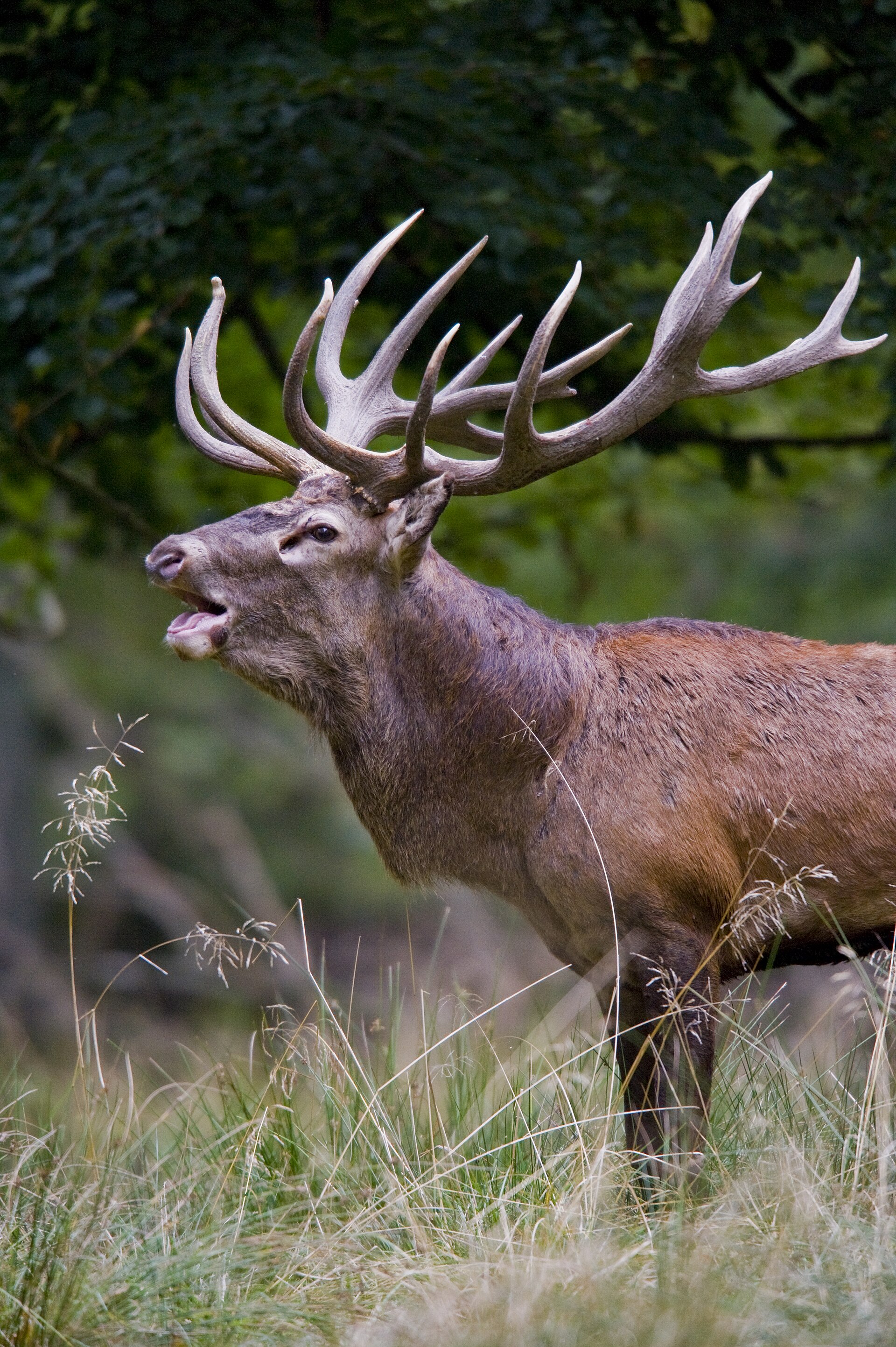 Red deer stag standing in natural habitat