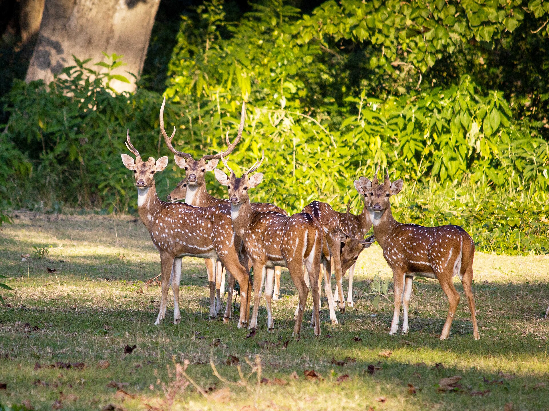 Alert chital herd in Bardia National Park, Nepal