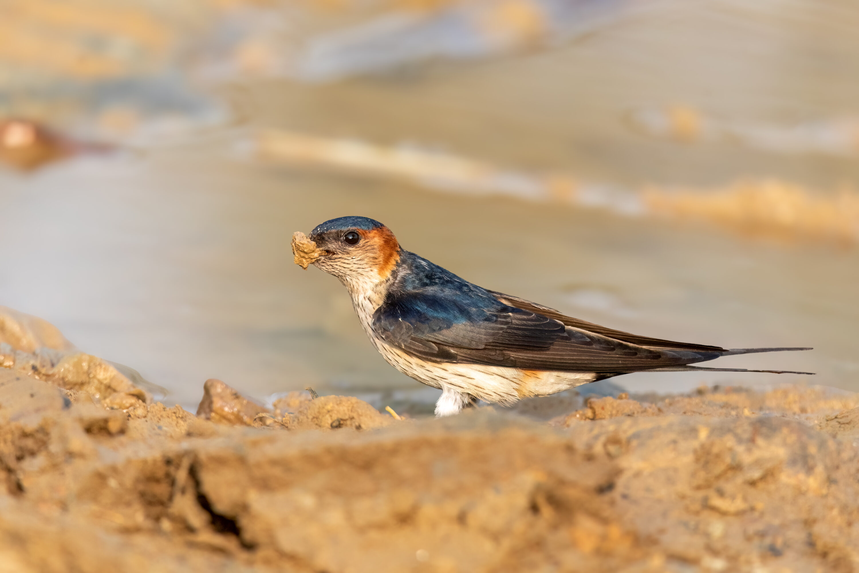 Eastern red-rumped swallow collecting mud for nest building