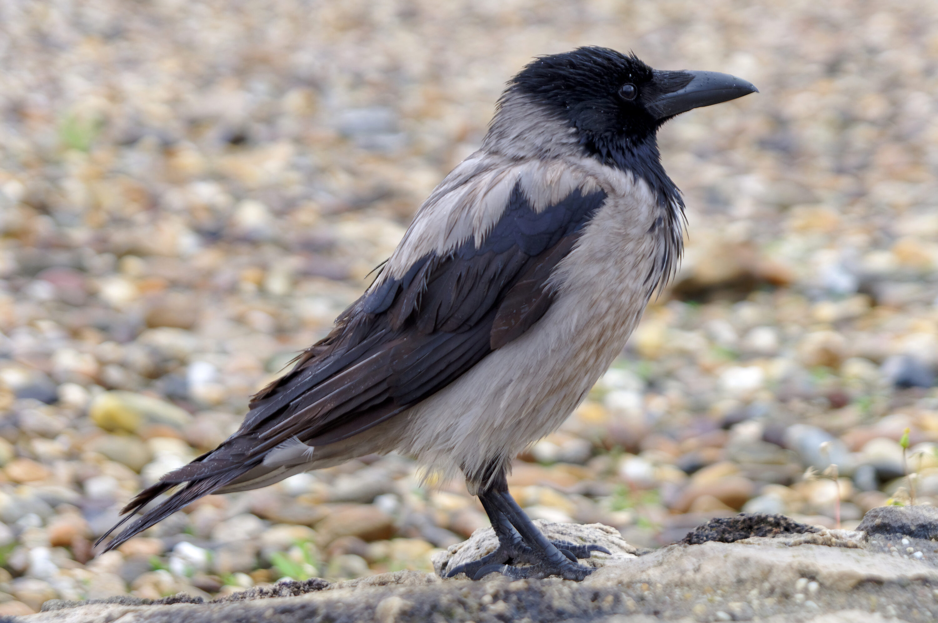 Hooded crow on a street in Budapest